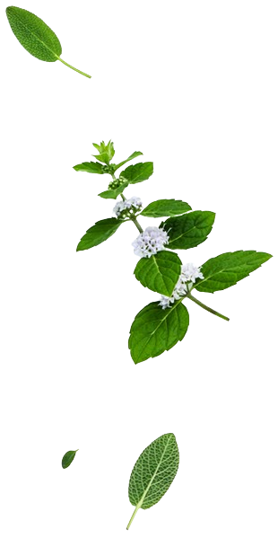 Back Leaf