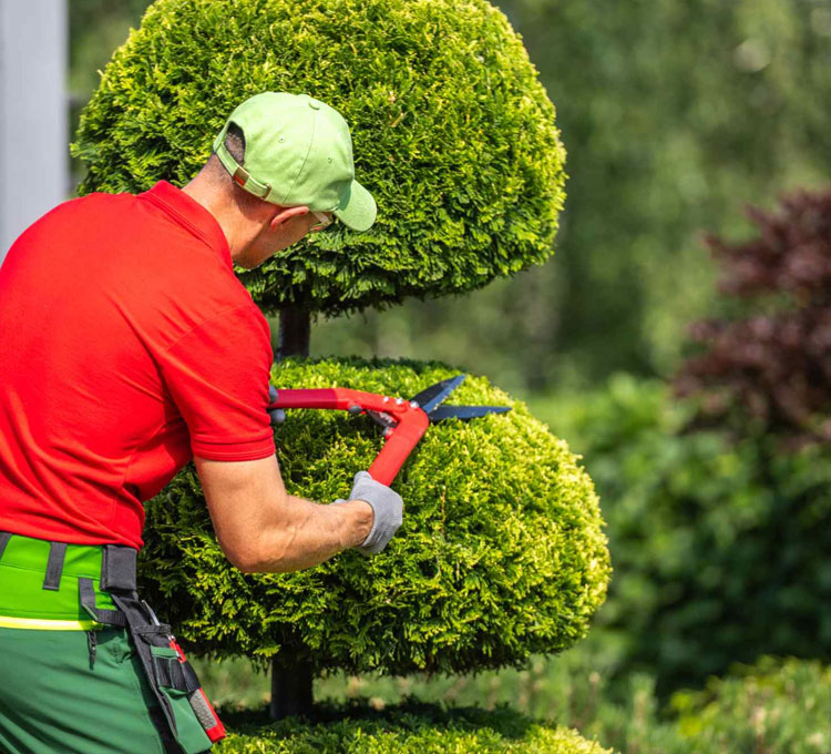 Topiary