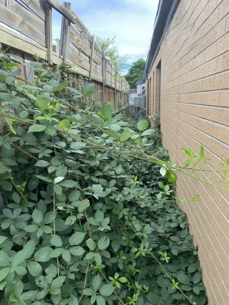 Yard Cleaning