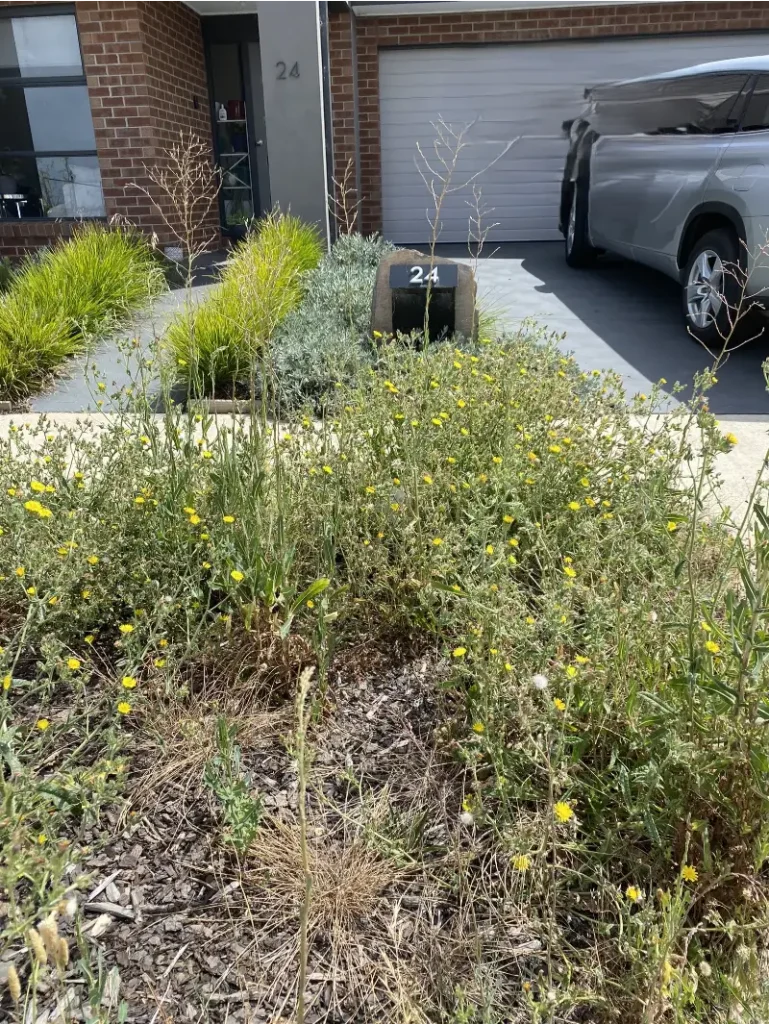 weed removal service