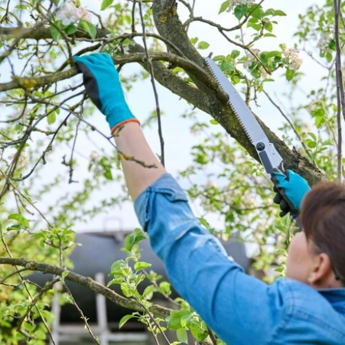 Tree Lopping