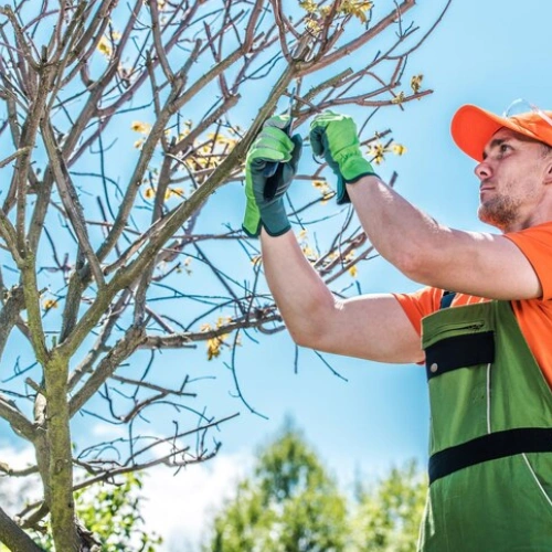 Tree Pruning