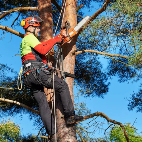 Partial Tree Cutting or Reduction