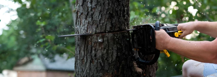 Tree Cutting Service in Melbourne