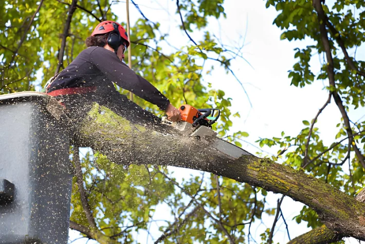 Tree Cutting Services in Coburg