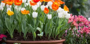 Best Bulbs to Plant in Autumn